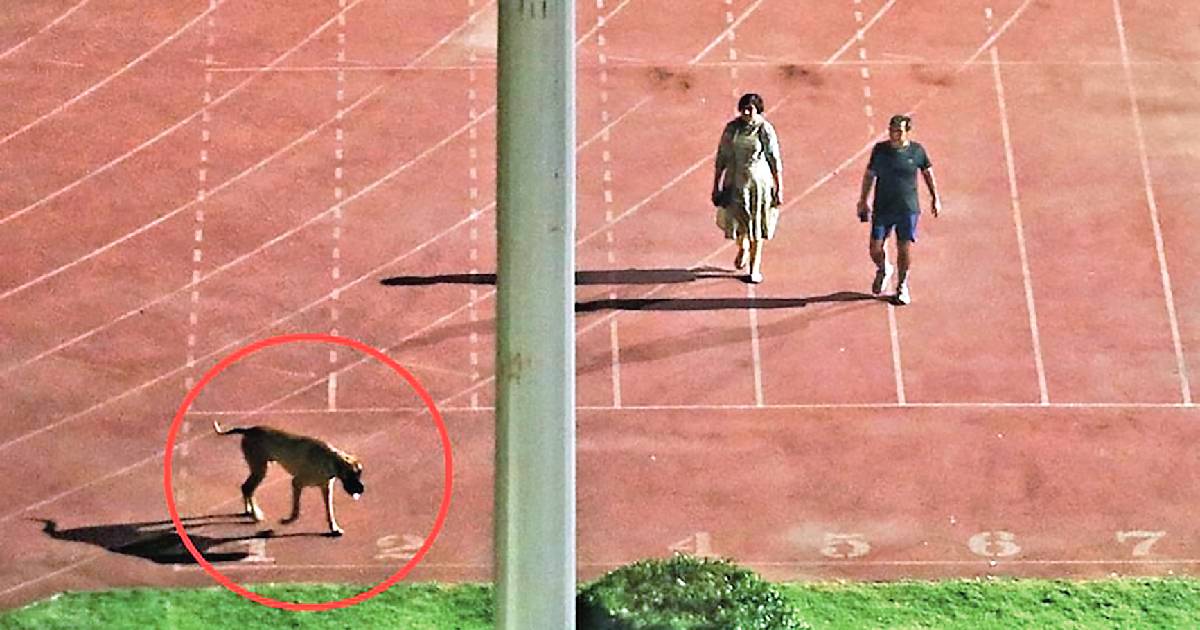 DOG-WALKING IAS COUPLE TRANSFERRED TO FAR ENDS OF COUNTRY